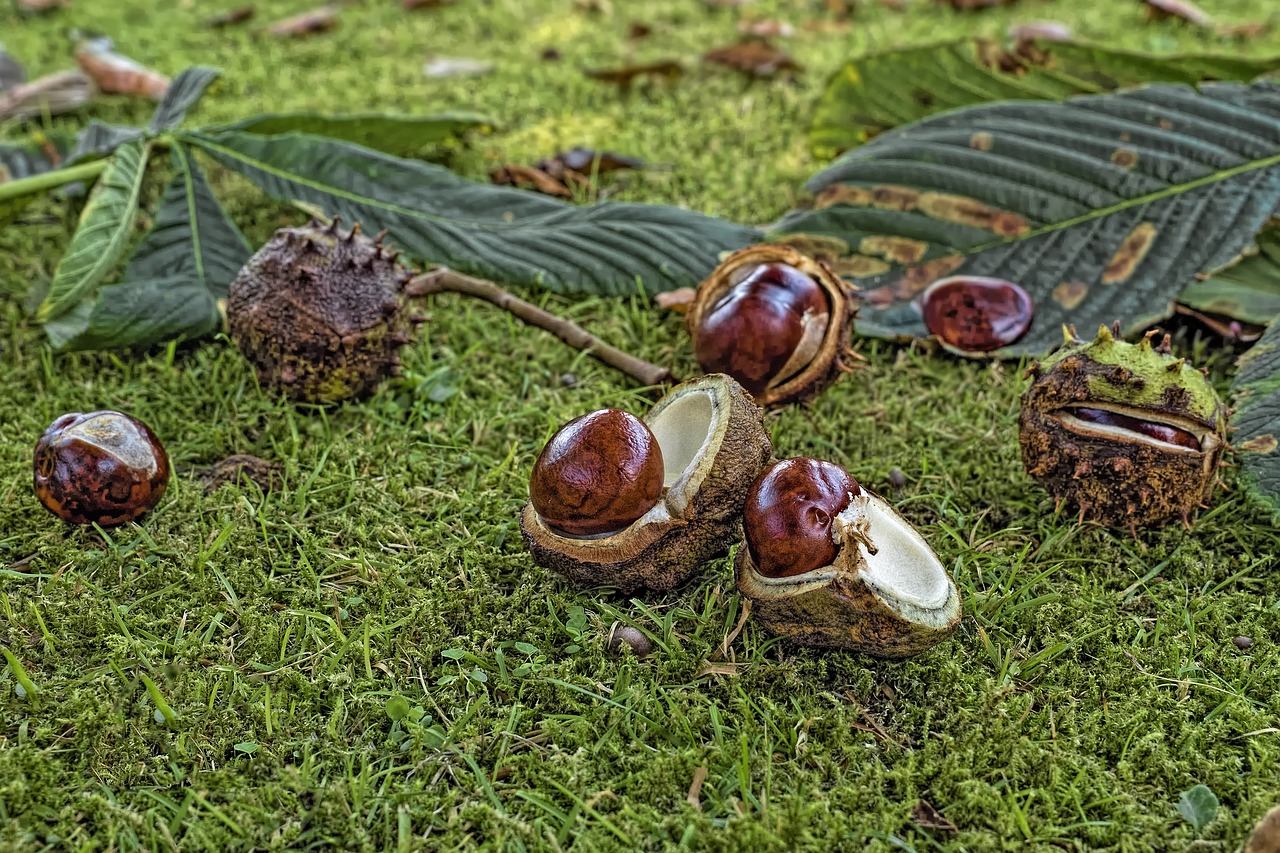 chestnut common rosskastanie aesculus hippocastanum free photo