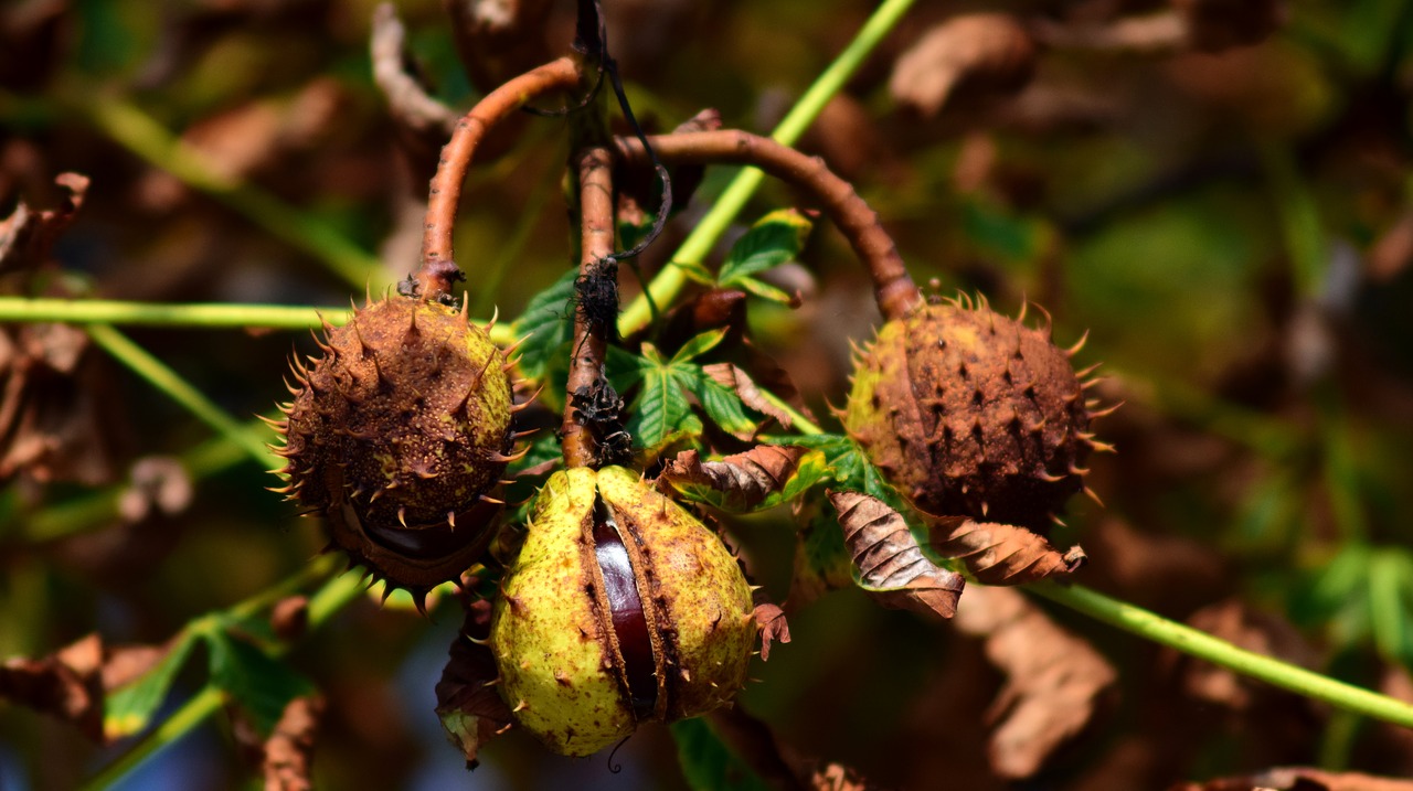 chestnut fruit autumn free photo