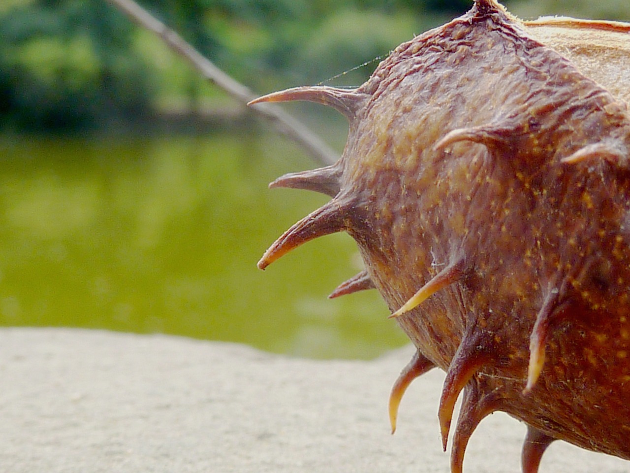 chestnut fruit maroni free photo