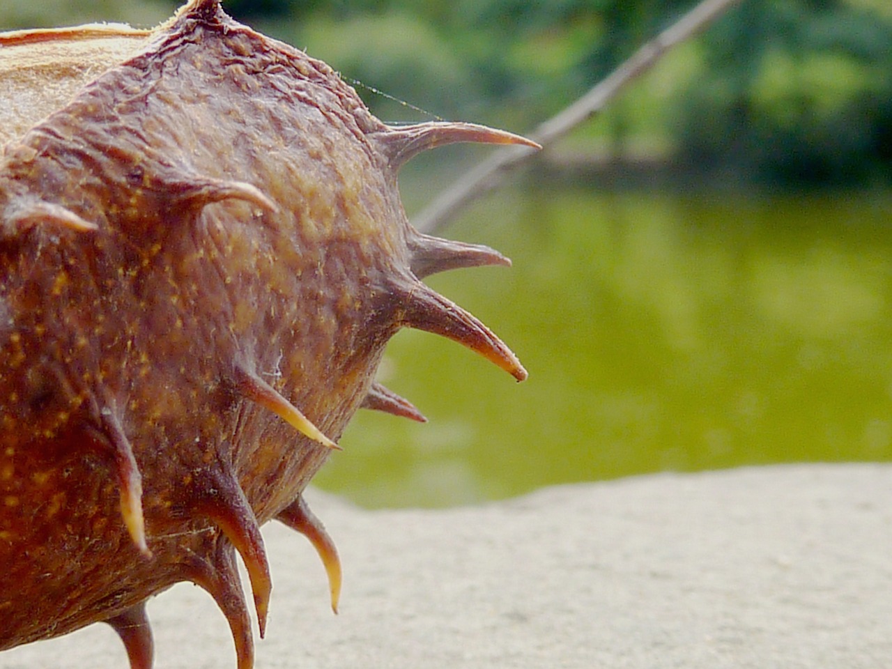 chestnut fruit maroni free photo