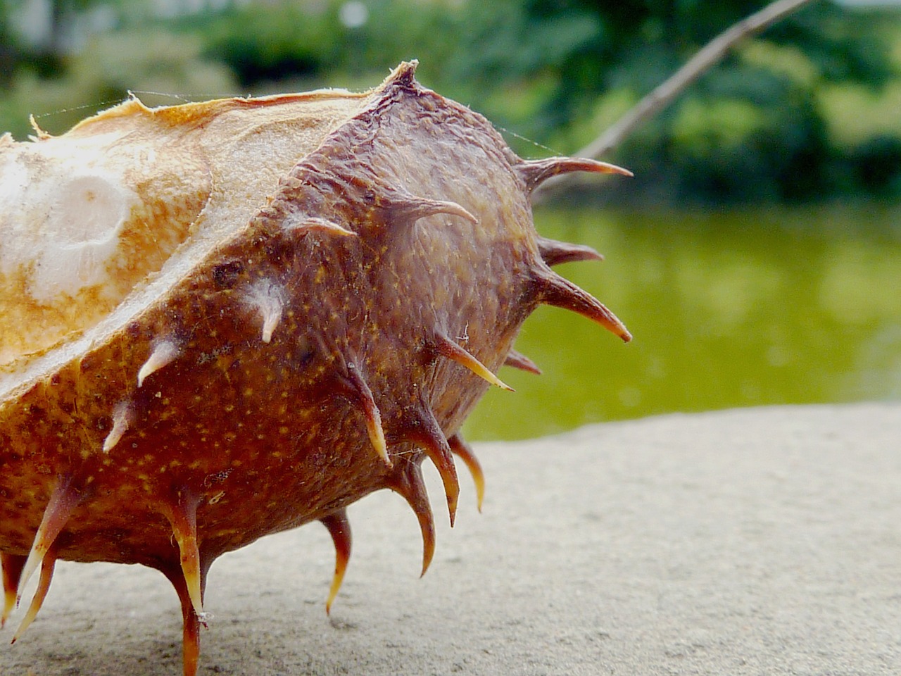 chestnut fruit maroni free photo