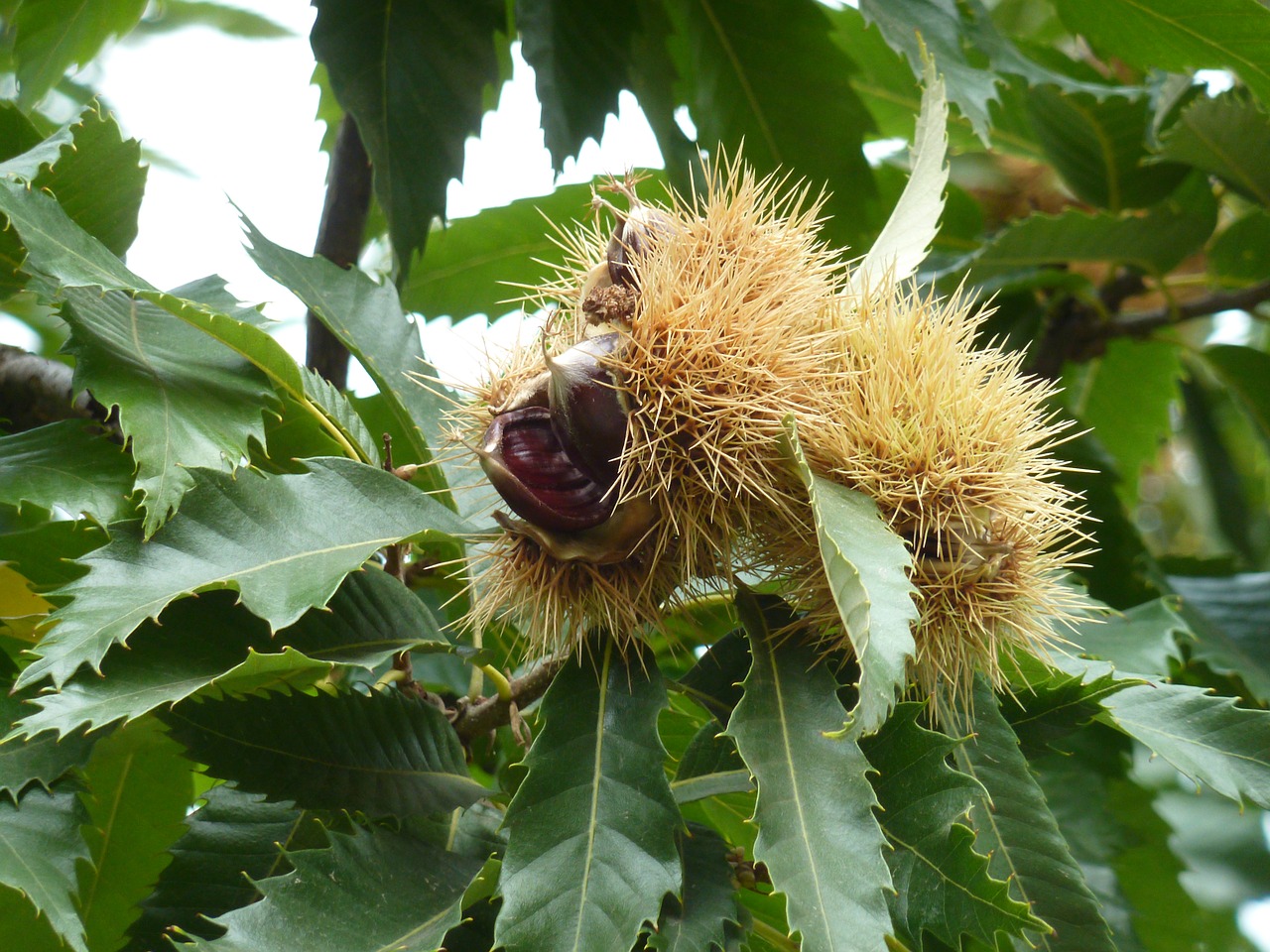 chestnut fruit maroni free photo