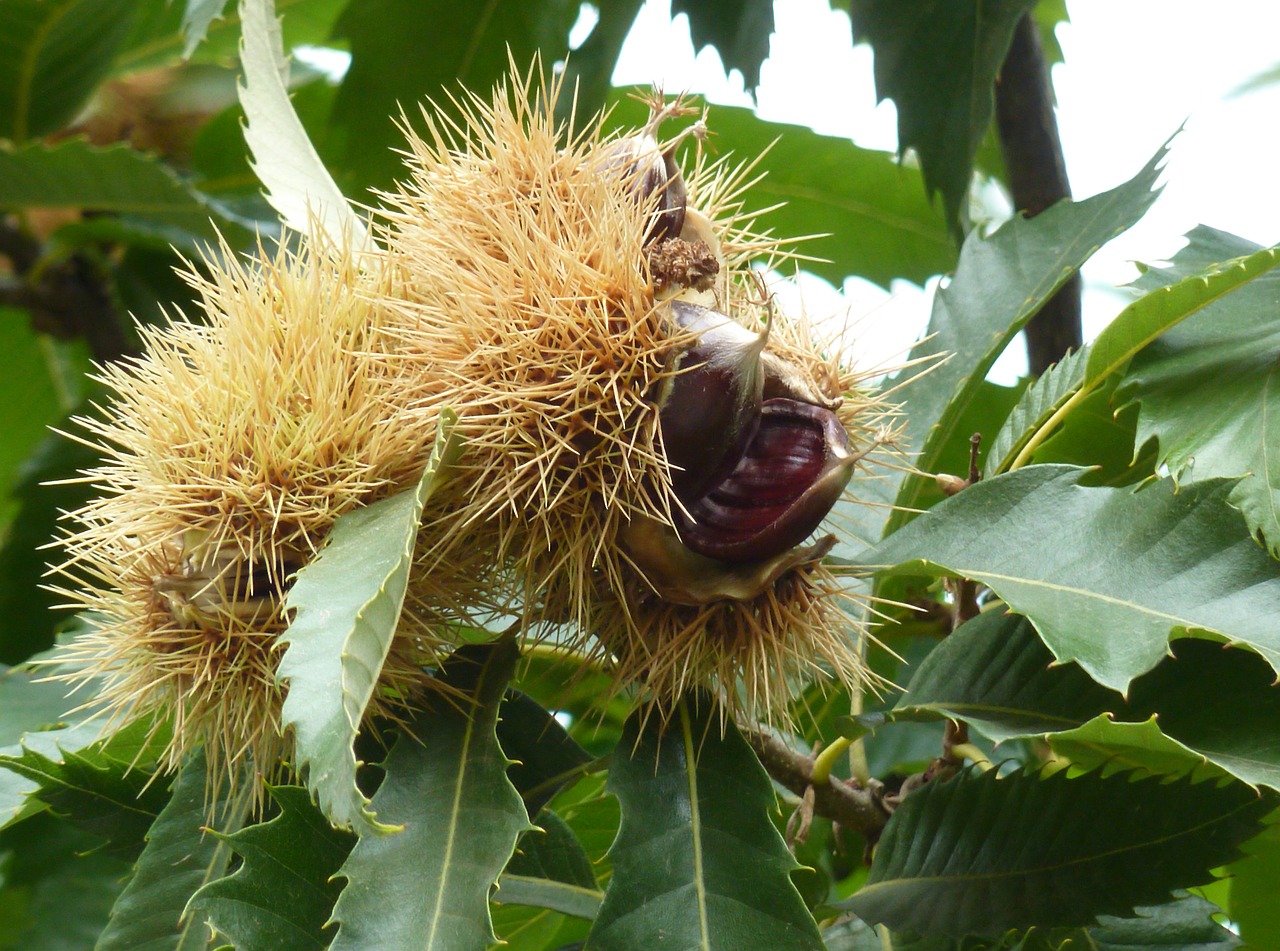 chestnut fruit maroni free photo