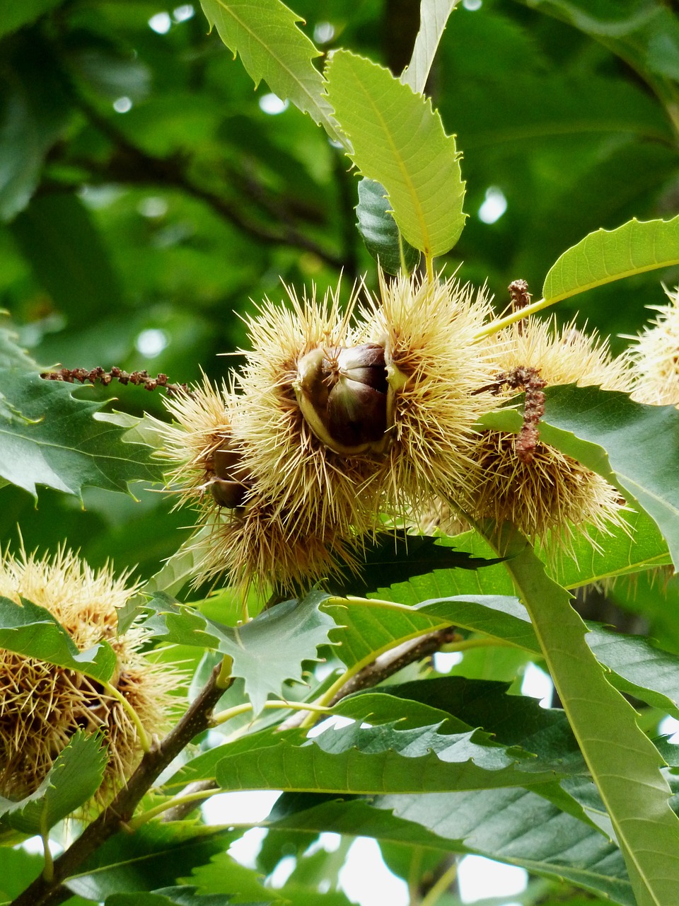 chestnut fruit maroni free photo