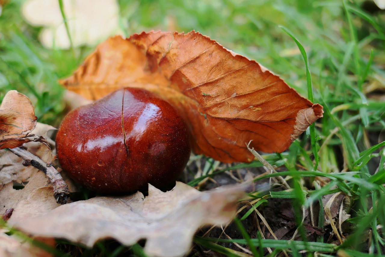 chestnut fruit maroni free photo