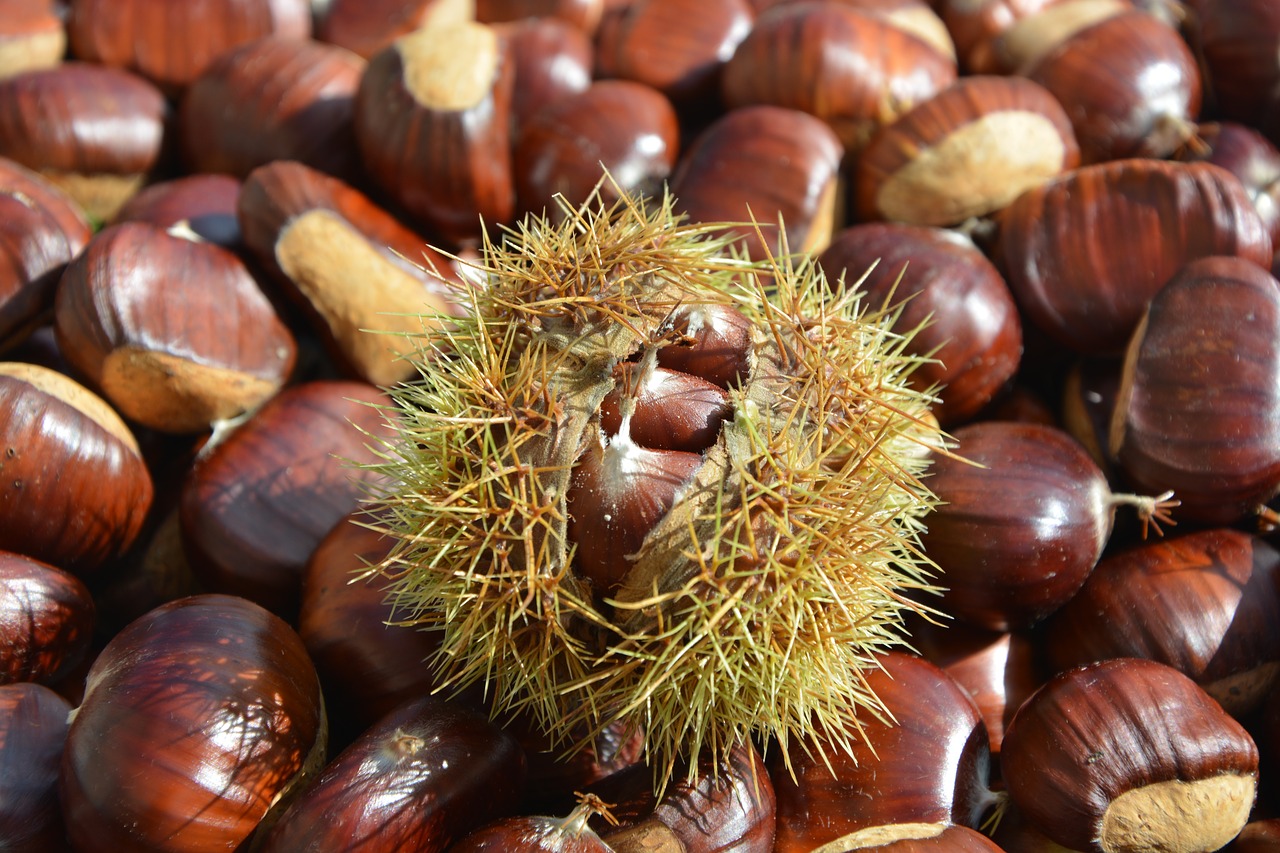 chestnut bug open chestnuts free photo