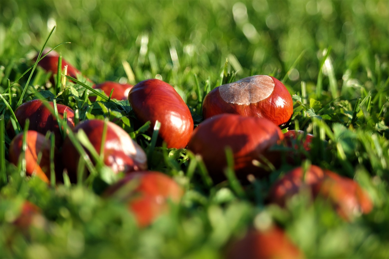 chestnut brown autumn free photo