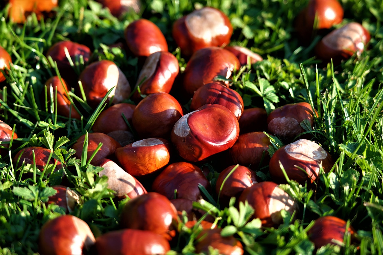 chestnut autumn brown free photo