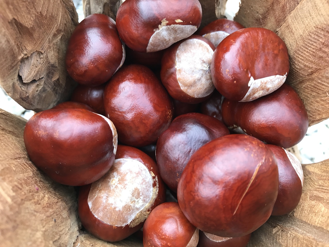 chestnut collect autumn free photo