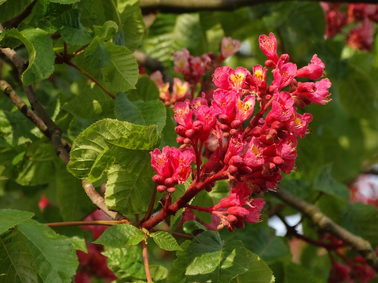 chestnut flowers spring free photo