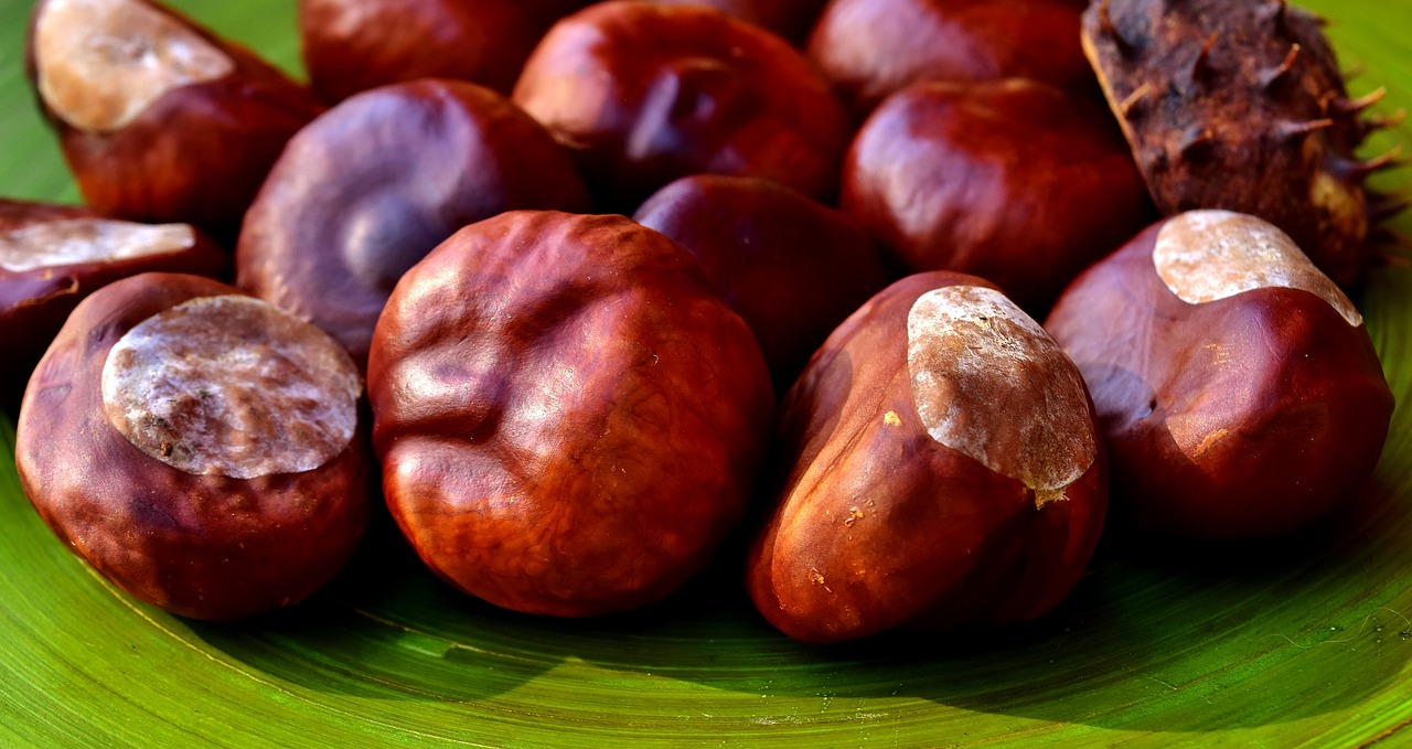 chestnut nature autumn free photo