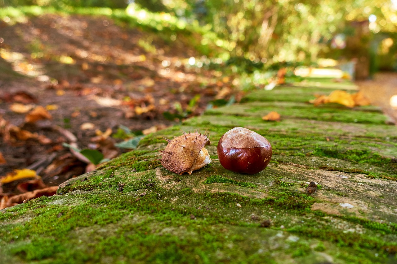 chestnut autumn moss free photo