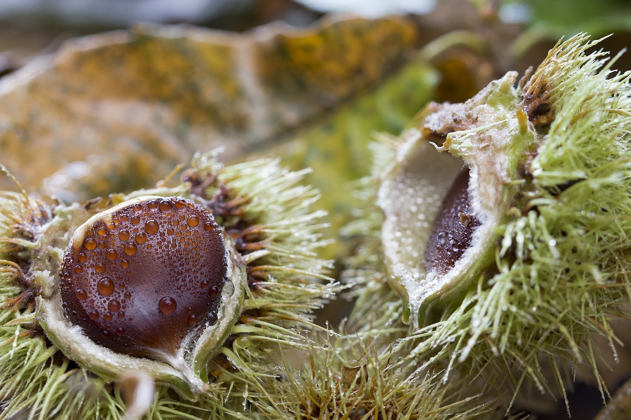 chestnut bug thorny fruit free photo