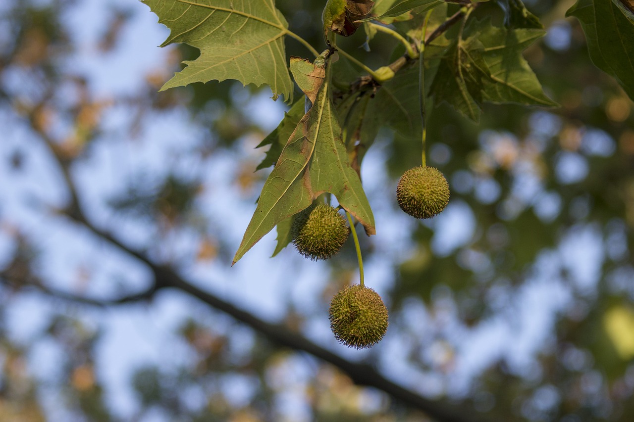 chestnut leaves sky free photo