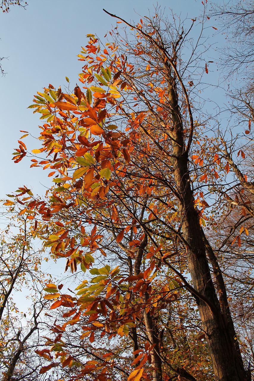 chestnut tree forest free photo