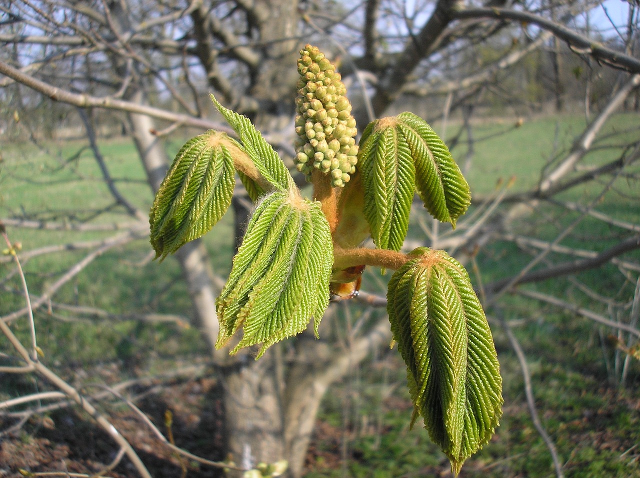 chestnut tree nature free photo