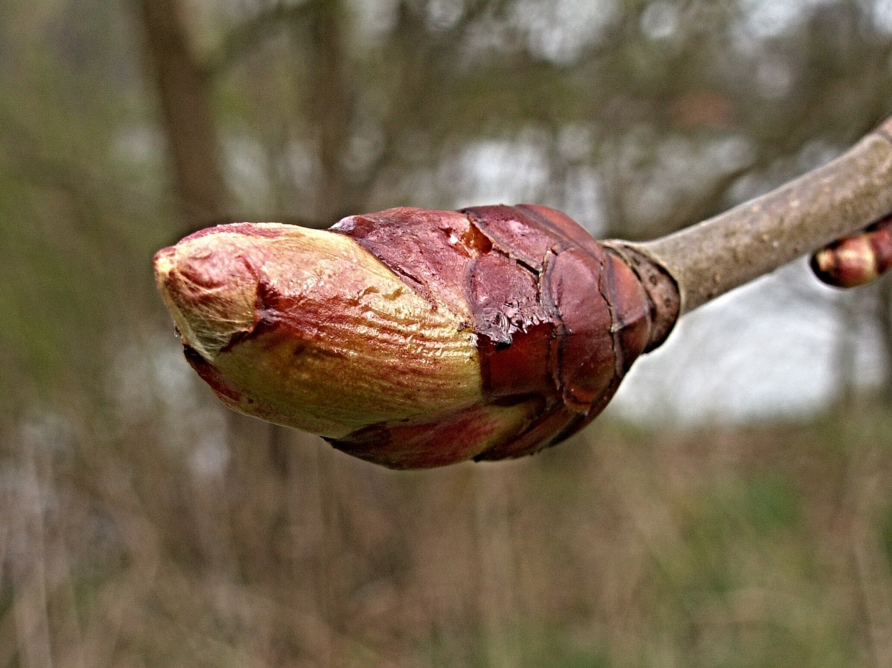 chestnut bud spring free photo