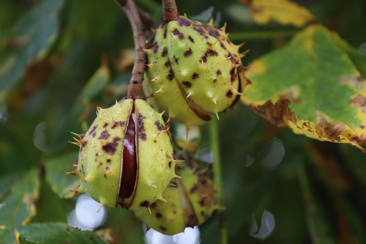 chestnut  fruit  plant free photo