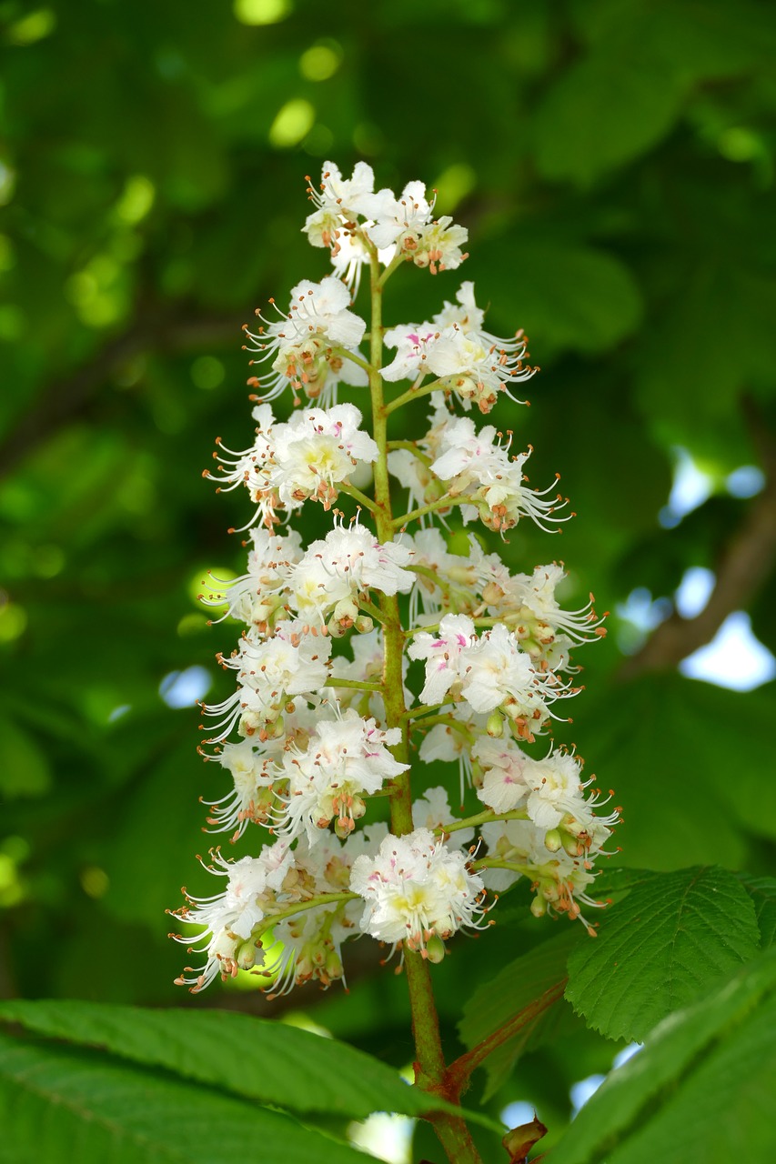 chestnut  buckeye  blossom free photo