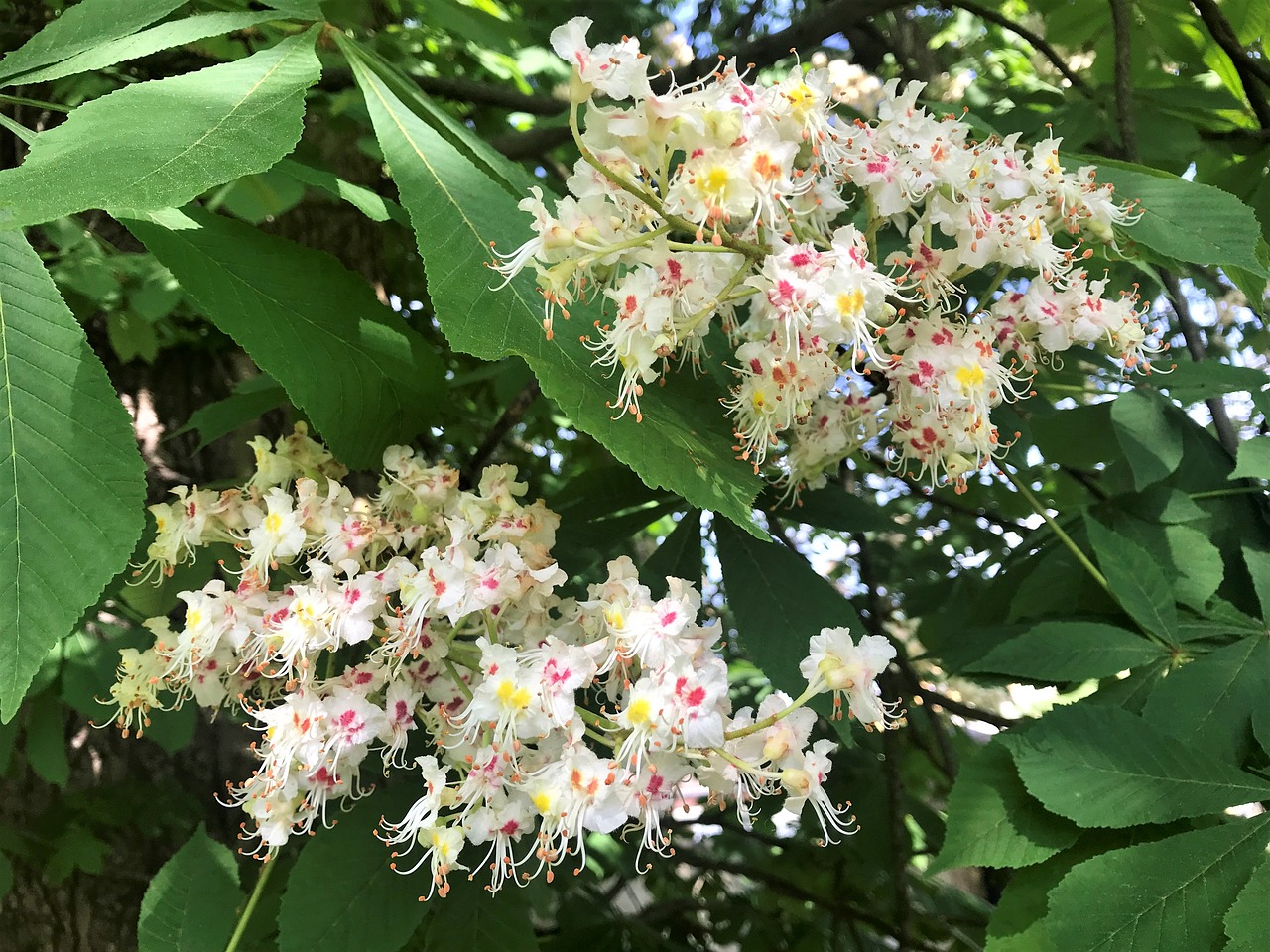 chestnut  flowers  foliage free photo