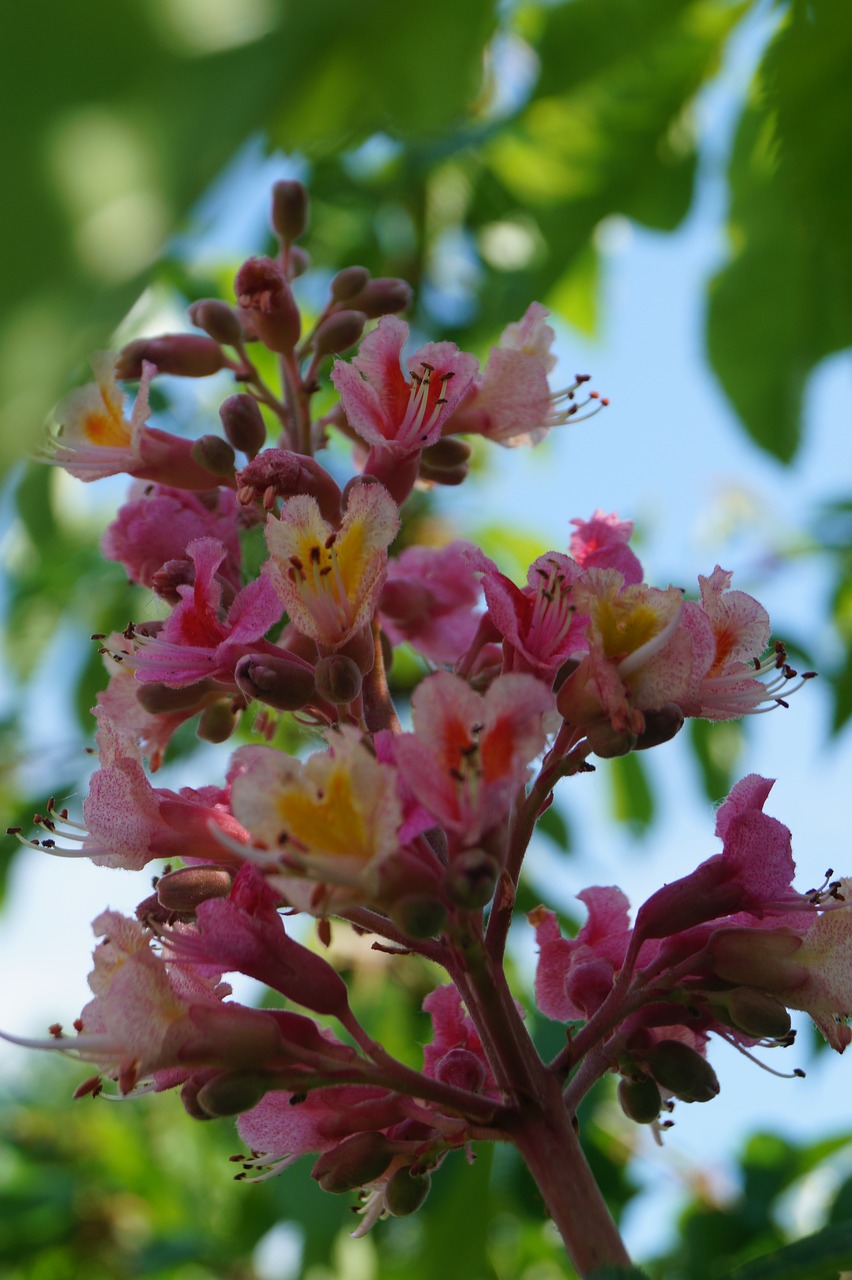 chestnut  blossom  bloom free photo