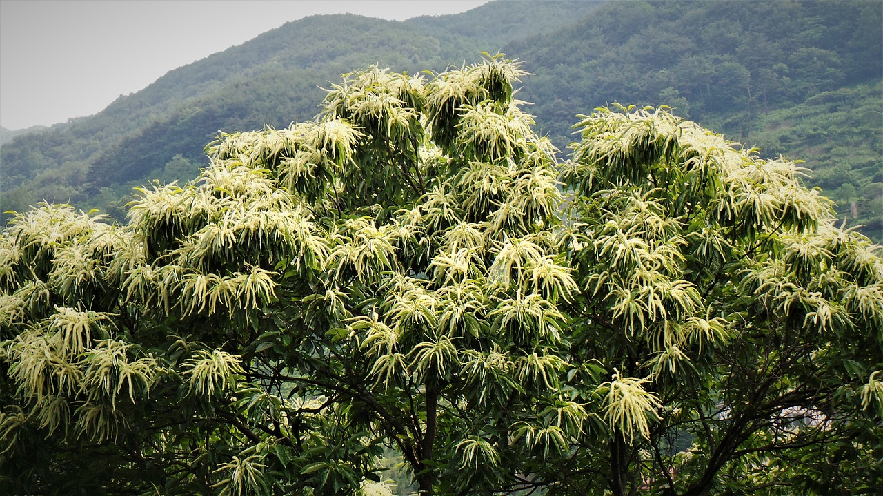 chestnut  night flower  chestnut flower fragrance free photo