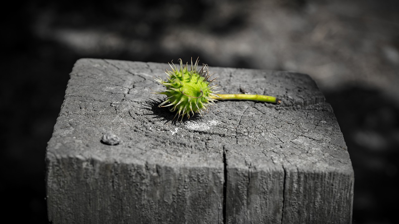 chestnut  green  spur free photo