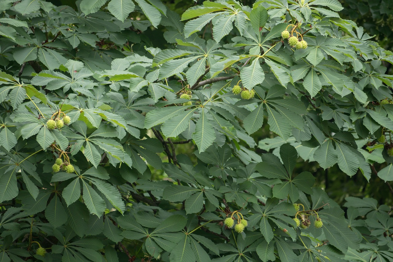 chestnut  leaves  fruits free photo