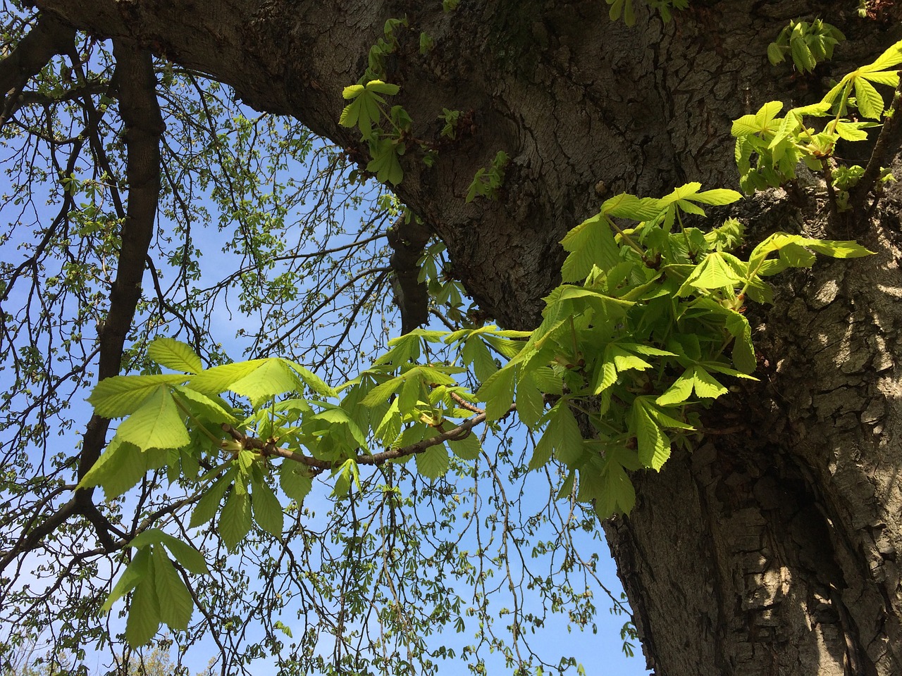 chestnut bud stem leaves free photo