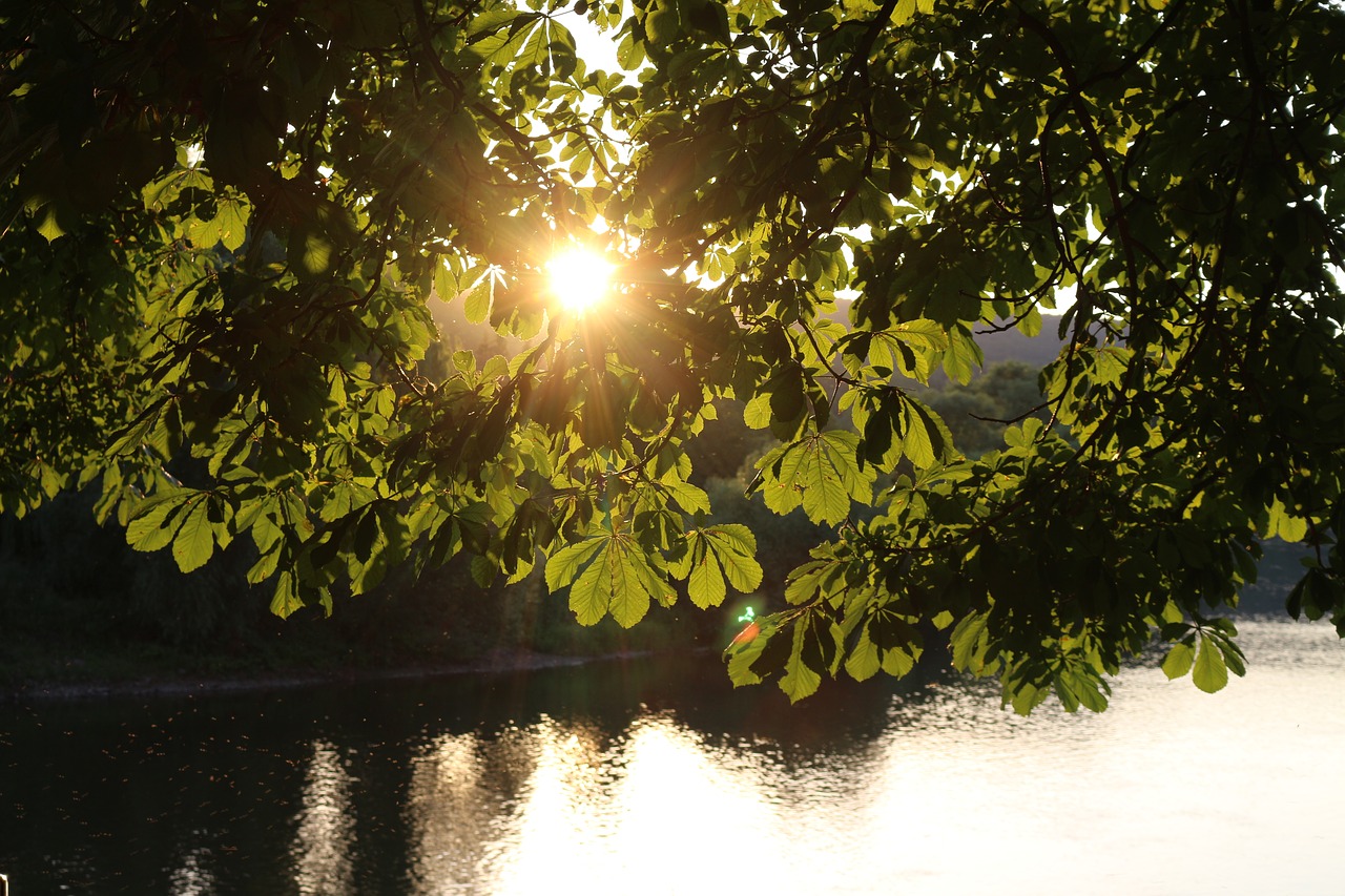 chestnut  tree  leaves free photo