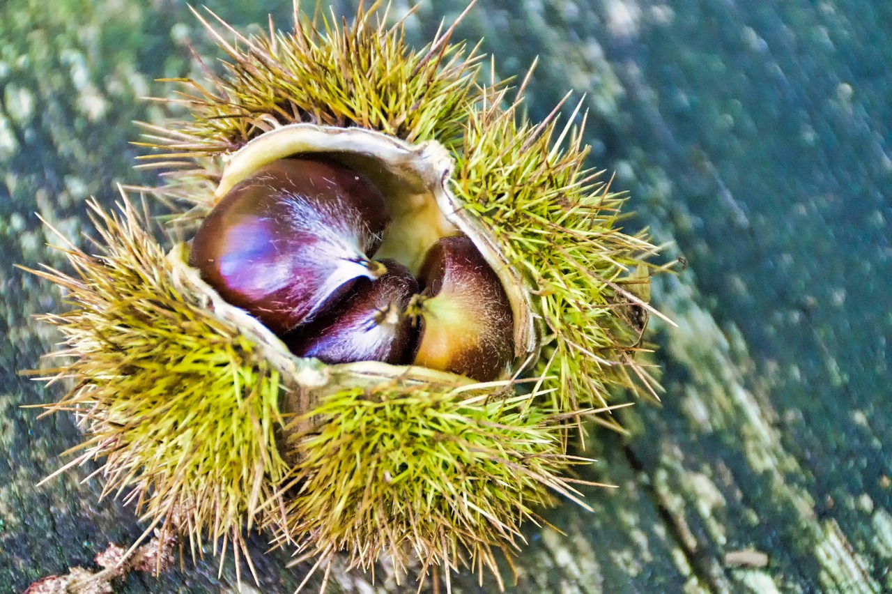 chestnut  three  nature free photo