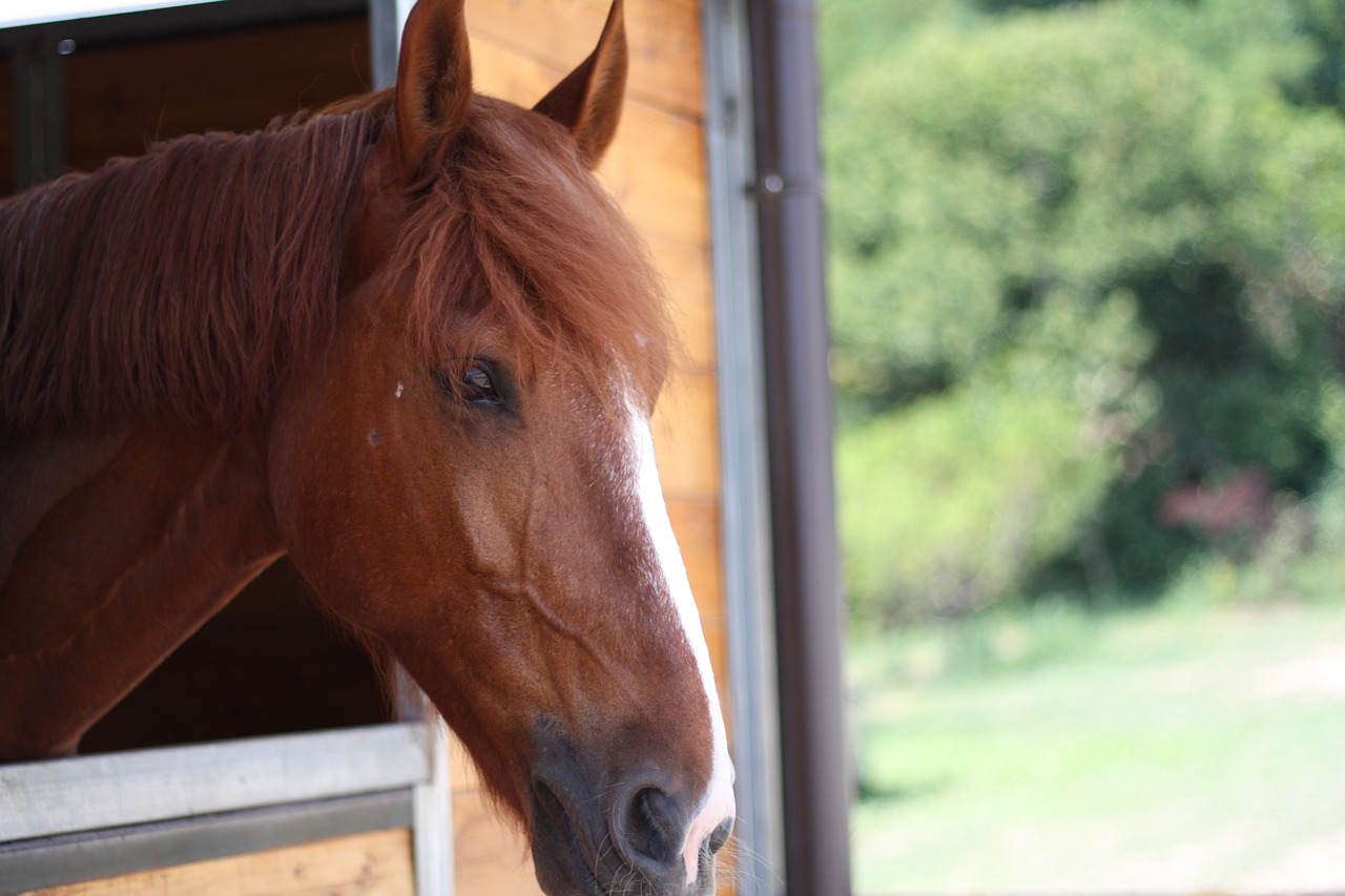 chestnut  horse  cliff free photo