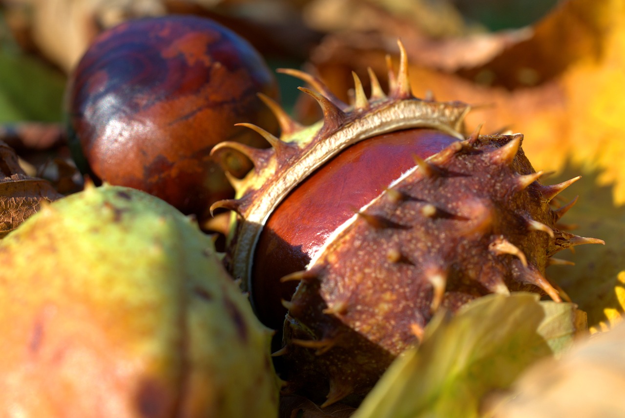 chestnut  autumn  leaf free photo