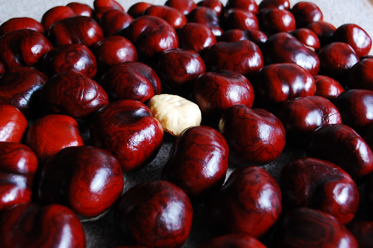 chestnut  nuts  still life free photo