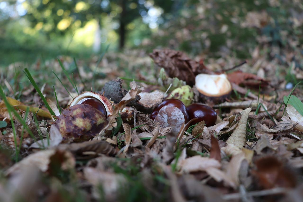 chestnut  autumn  nature free photo