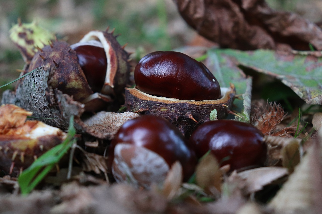 chestnut  autumn  nature free photo