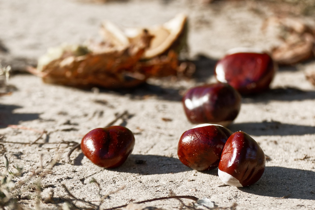 chestnut  chestnuts  brown free photo