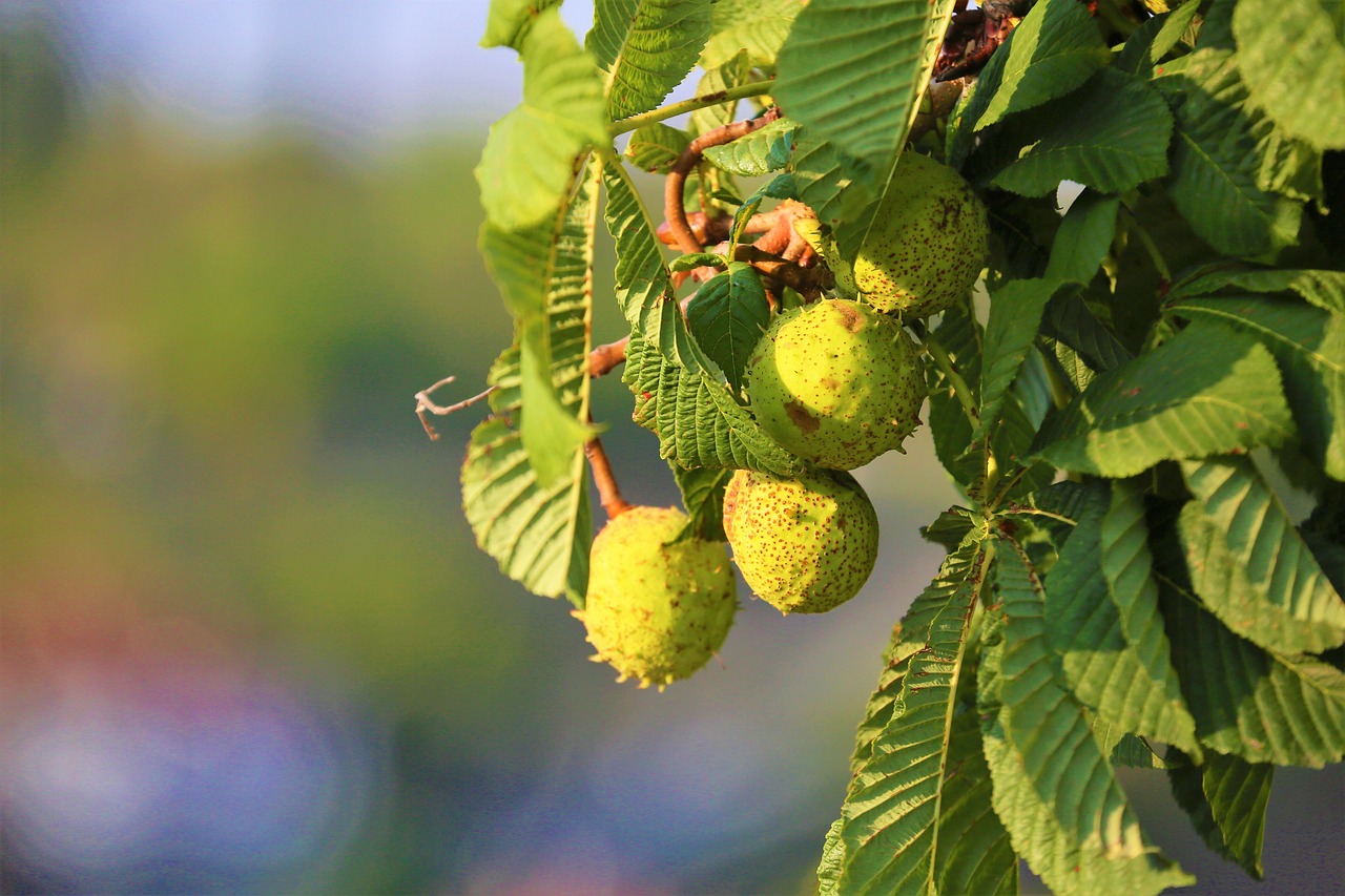 chestnut  fruit  plant free photo