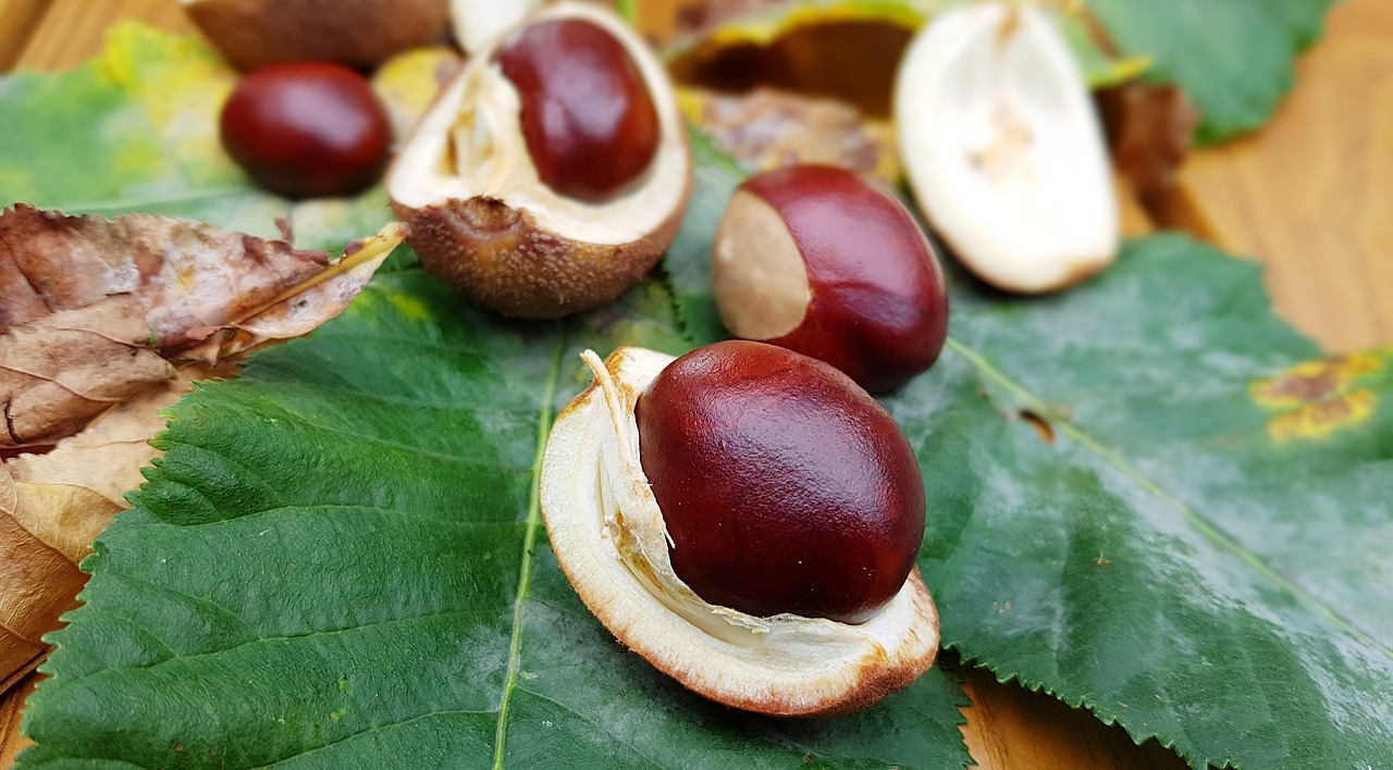 chestnut  horse chestnut  fruiting bodies free photo