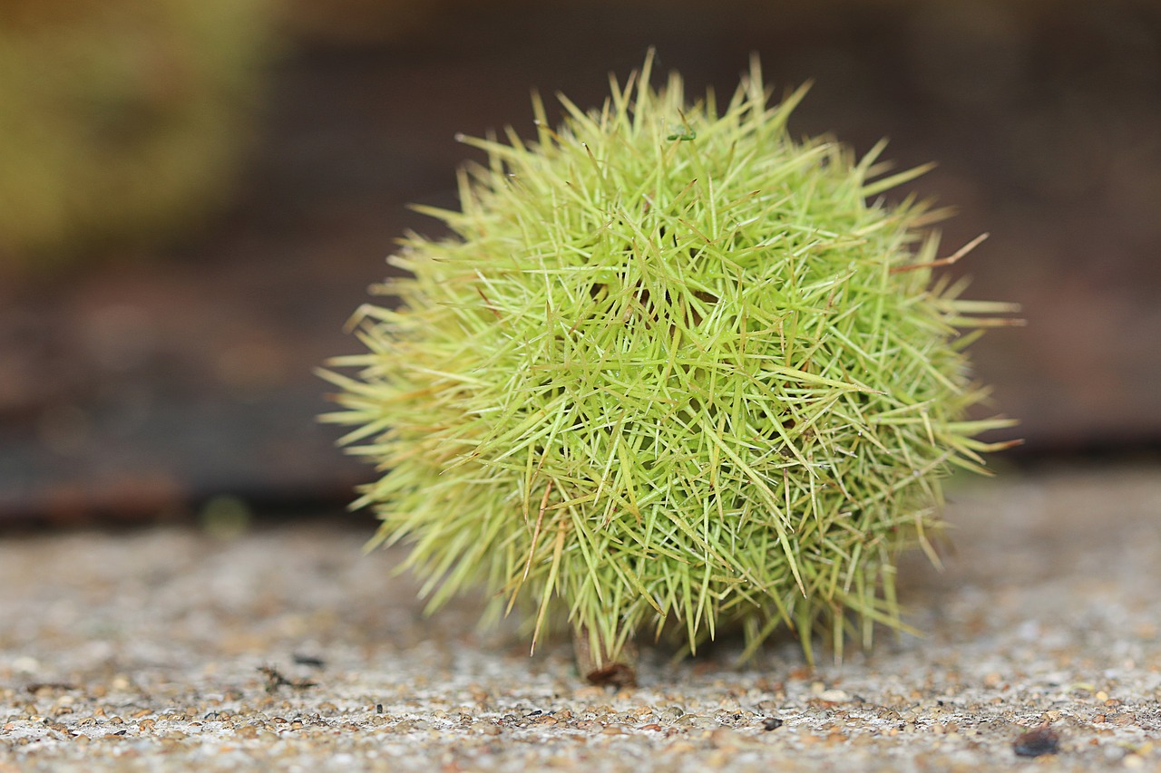 chestnut  nature  fruit free photo