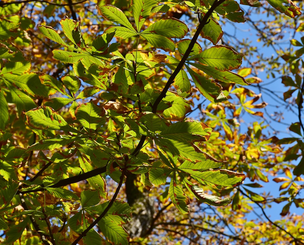 Как выглядит ореховое дерево осенью