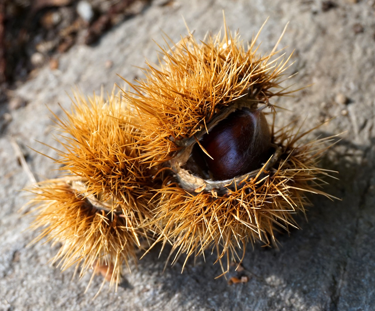 chestnut  ripe  autumn free photo