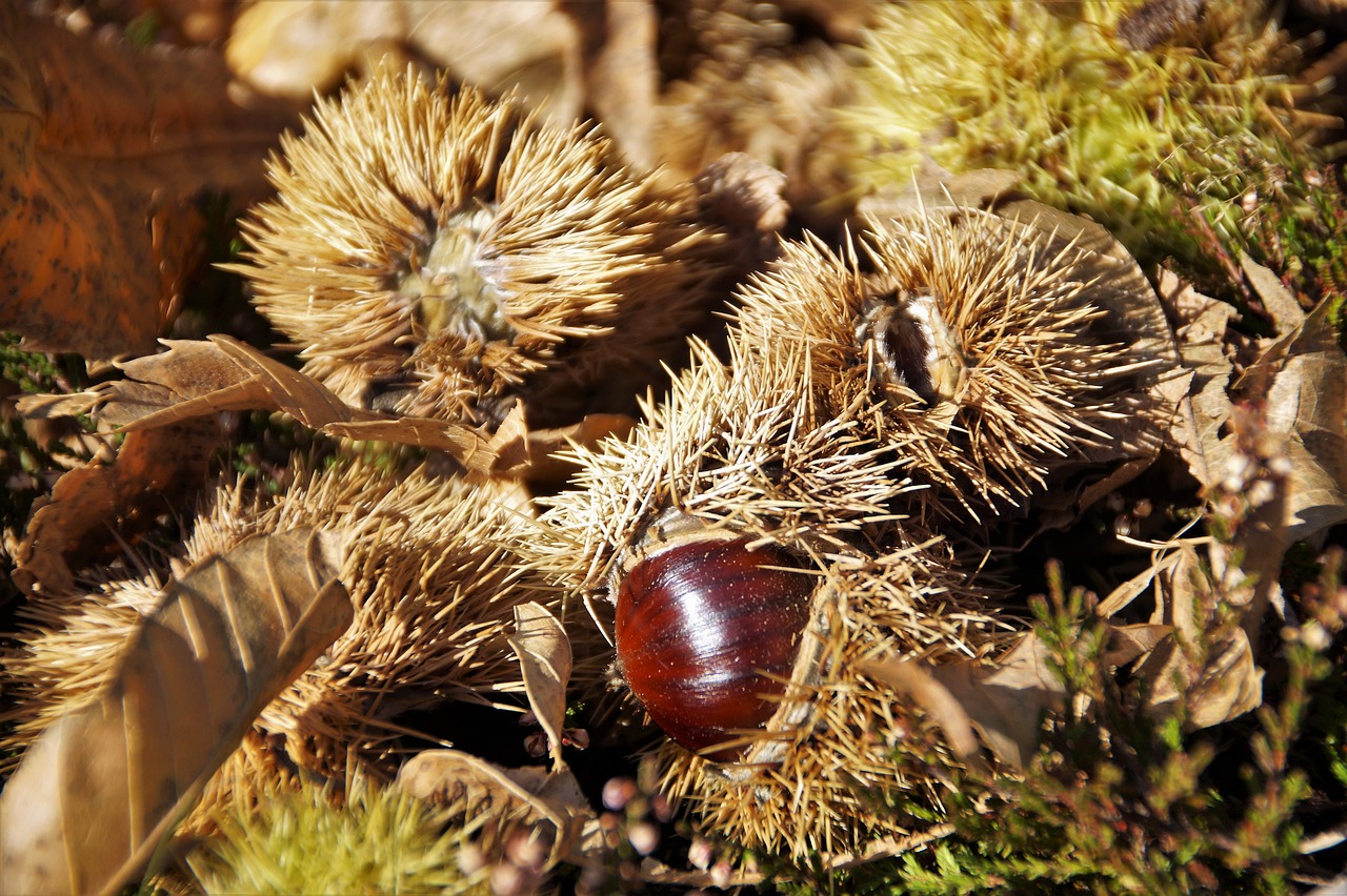 chestnut  edible  autumn free photo