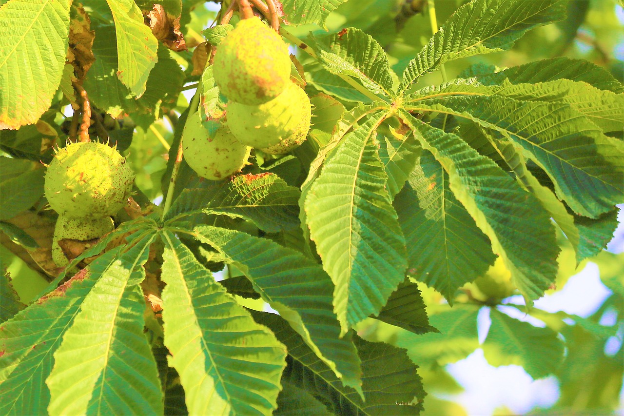 chestnut  nature  tree free photo