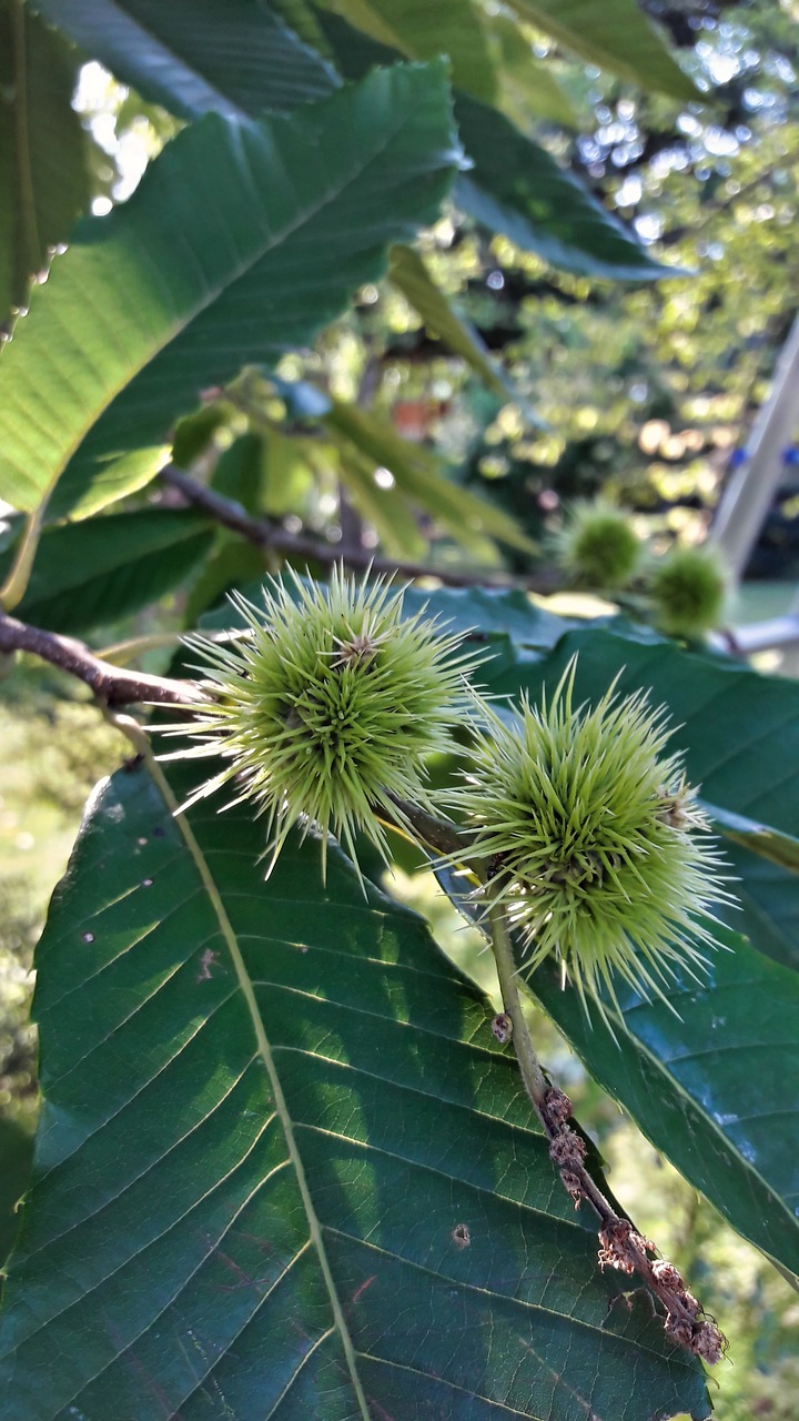 chestnut  tree  barbed free photo