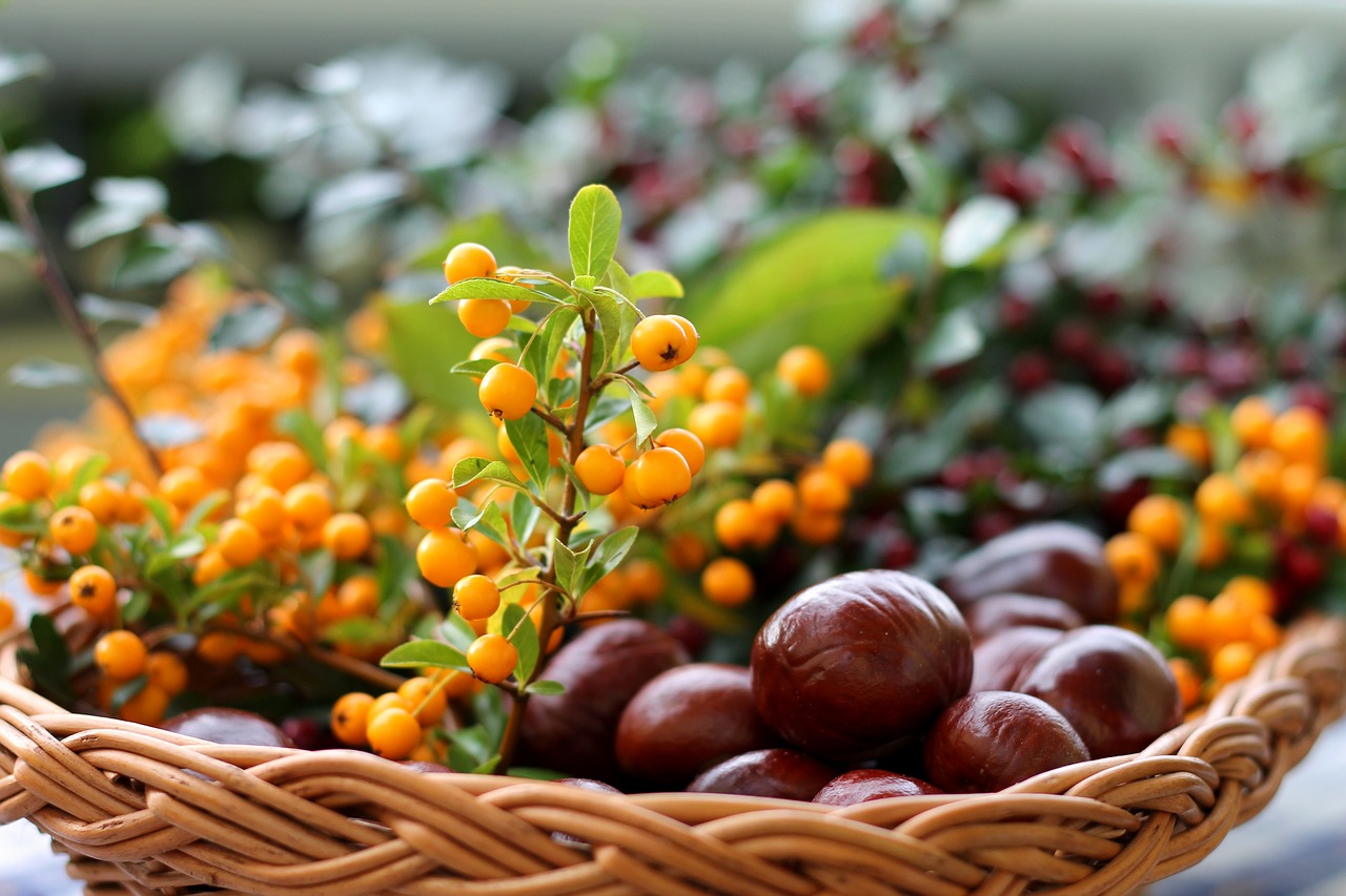 chestnut  sea buckthorn  basket free photo