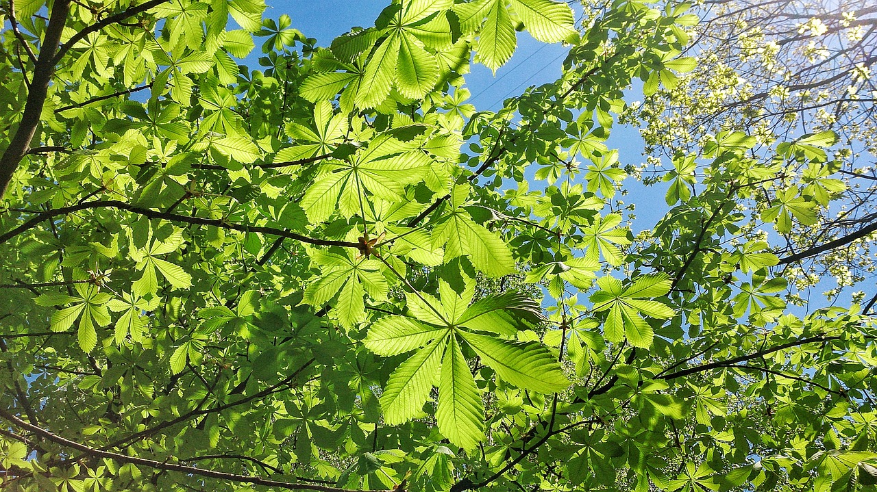 chestnut  summer  tree free photo