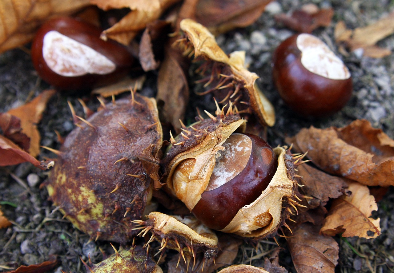 chestnut  autumn  forest free photo