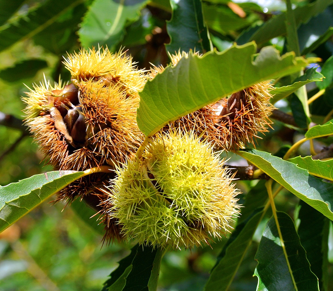 chestnut  autumn  chestnut fruit free photo