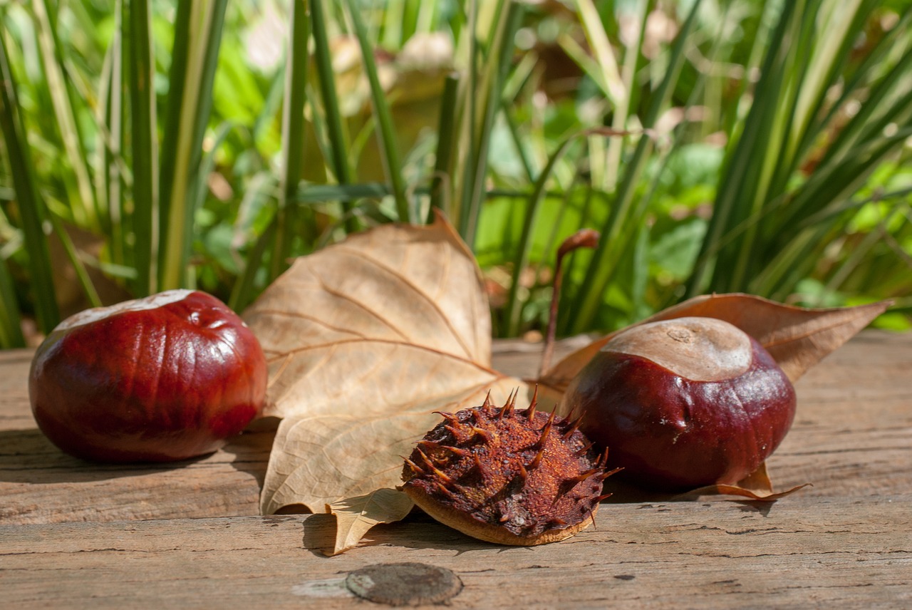 chestnut  fruit  leaf free photo